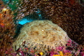 Woobegong shark surrounded bij Glassfish, Raja Ampat, West Papua. 