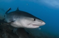 The Tiger Shark 