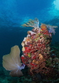 Unusual coral stand providing a variety of textures & colors with a beautiful Caribbean sky serving as the perfect background.  I'll take it!! 