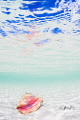 No Photoshop.  One of the MOST incredible days ever on Grand Cayman.  I exposed so the white sand slightly overexposed the image.  I pressed down onto the sand looking up so the pink of the conch reflected on the surface with the bright blue sky. 