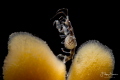 Skeleton shrimp (Caprella mutica), Oosterschelde, Zeeland, The Netherlands 