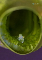 sapping shrimp hide in the tunicate. 