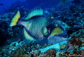 Titan Triggerfish - stay clear of this guy...right! 