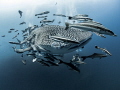 Scarface

Whale Shark - Rhincodon typus

Sail Rock, Thailand 