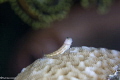 The Little Model/Three-lined Blenny, Wakatobi, Indonesia, Canon 5D MarkIII, 100mm Lens,F.I.T+5, F11,1/160,ISO200 