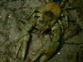 Several crayfish were spotted this afternoon on a dive in the lower Niagara River. The Olympus TG4 in housing allowed for some great macro shots. 