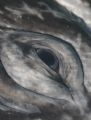 Eye of a Gray Whale.

This was shot in san Ignacio Lagoon, Baja. A female Gray Whale taking a close look at me. 