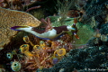 The beautiful Nembrotha Nudibranch in Raja Ampat 