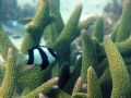 Ningaloo Reef, Australia. Olympus 8080 in PT 023-housing. 