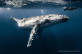 Whale calf posing 