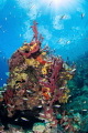 Spongy Reef 