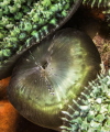 A small shrimp traverses the colorful corallimorph on which it lives. 
