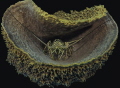 A large lobster has found a "soft" place to rest, inside a giant sponge. 