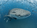 Wink

Whale Shark - Rhincodon typus

Sail Rock, Thailand 