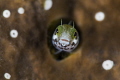 Hi, little guy./Blenny/Grand Cayman,Canon 5D MarkIII,100mm macro Lens,NauticamSMC, Iron Z240*2 