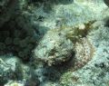 Spotted scorpionfish. Shot in shallow water. Only a slight movement gave this guy away. 