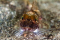 A Sculpin in the fresh and salt water interchange makes for a dizzying view behind. 