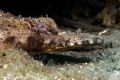 Crocodile fish. You think he's ugly in the pic - you should see him in person. Nikon D70, S&S housing, 105 macro 