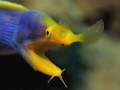 "The nose comes at first" ;-) - The Ghost moray eel or Blue ribbon eel (Rhinomuraena quaesita) 