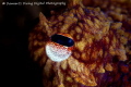 Snooted eye of a Ruby Red Octopus! 100mm Macro Canon T2I in an Aquatica Housing with twin Sea and Sea DS1's and plus 5 diopter. 