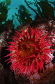 A large fish eating anemone extends its tentacles amongst the growing bull kelp 
