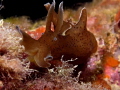 Aplysia punctata
It was too fast than I expected. 