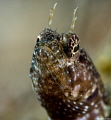 Yes I am....
Male Sailfin Blenny 
Blue Heron Bridge 