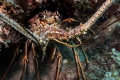 Lobster at Penon Reef using canon g7x and single strobe 