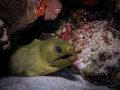 Green Moray Penon Reef Bayahibe with canon g7x and single strobe 