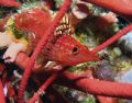Longnose hawkfish at Big Drop Off, Palau... IXUS 750


 