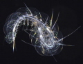 Taken during a blackwater dive off the coast of West Palm, Florida 