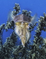 Squid 