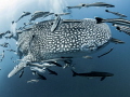 Ridiculous ... !

Whale Shark - Rhincodon typus

Sail Rock, Thailand 