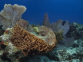 Blue striped grunt (Haemulon sciurus) 