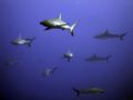 Site name is Vertigo on the East side of Yap Island, Micronesia. This is where the dive schools do the shark feed, so there were at least 20 Grey Reef Sharks circling around us waiting for breakfast... Great experience !! IXUS and Epoque WA lens.. 