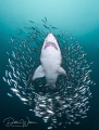"Out of the pack" - I really had this image or something very similar to it in my mind during this particular dive with the sand tiger sharks, when I turned my head to see it in actuality!!  Lucky me!! 