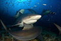 Bull sharks of Beqa Lagoon, Fiji 