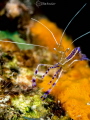 Pedersen Shrimp on an orange encrusting sponge on the house reef at Captain Don's Habitat.  I thought the contrast in colors was beautiful 