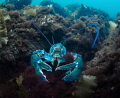 Blue Lobsters are a rare sight....But times you can find those who seem to at least have the blue coloring....This fellow looks like he wanted to be blue but never made it all the way. 