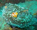 A joyful anemonefish family 