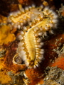 Fireworm at a wall under the Blue Heron Bridge 