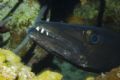 This ole' cuda's Toothy Grin was photographed on Little Caymans' Bloody Bay Wall in June, 2006. 