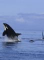 This is a breaching female Orca. A young male is surfacing next to her. Shot in British Columbia, Canada. 