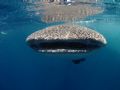This junior whaleshark loved playing with the boats and snorkellers, he was nose to nose with the camera for this shot! Gladden Spit, Belize. 