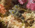 It looks like these two Tobies (Sharpnose Puffers) are friends. 