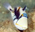 Picasso Triggerfish - NikonD70, 105mm 
