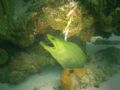 Green eel hiding. 