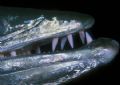 Teeth of the Great Barracuda (Nikon F4, 105mm Macro, Aquatica housing, Ikelite strobes, Velvia) 