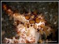 Volva volva fiding on soft coral 