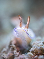 Burn and Rave

Nudibranch - Hypselodoris sp.

Samran, Thailand 